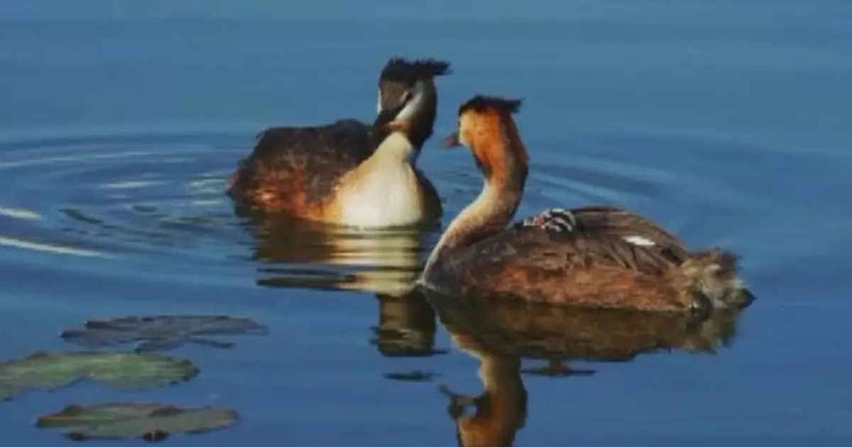 Great crested grebe family spotted at lake in northwest China's Gansu