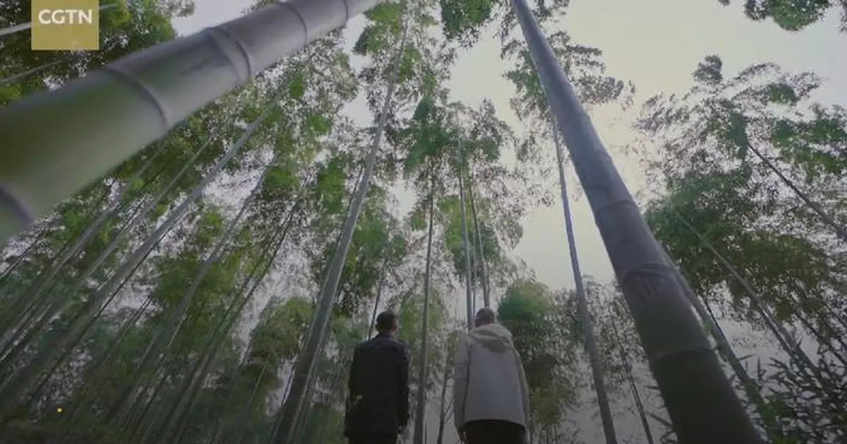 Bamboo in east China's Anji: a versatile tool in green drive