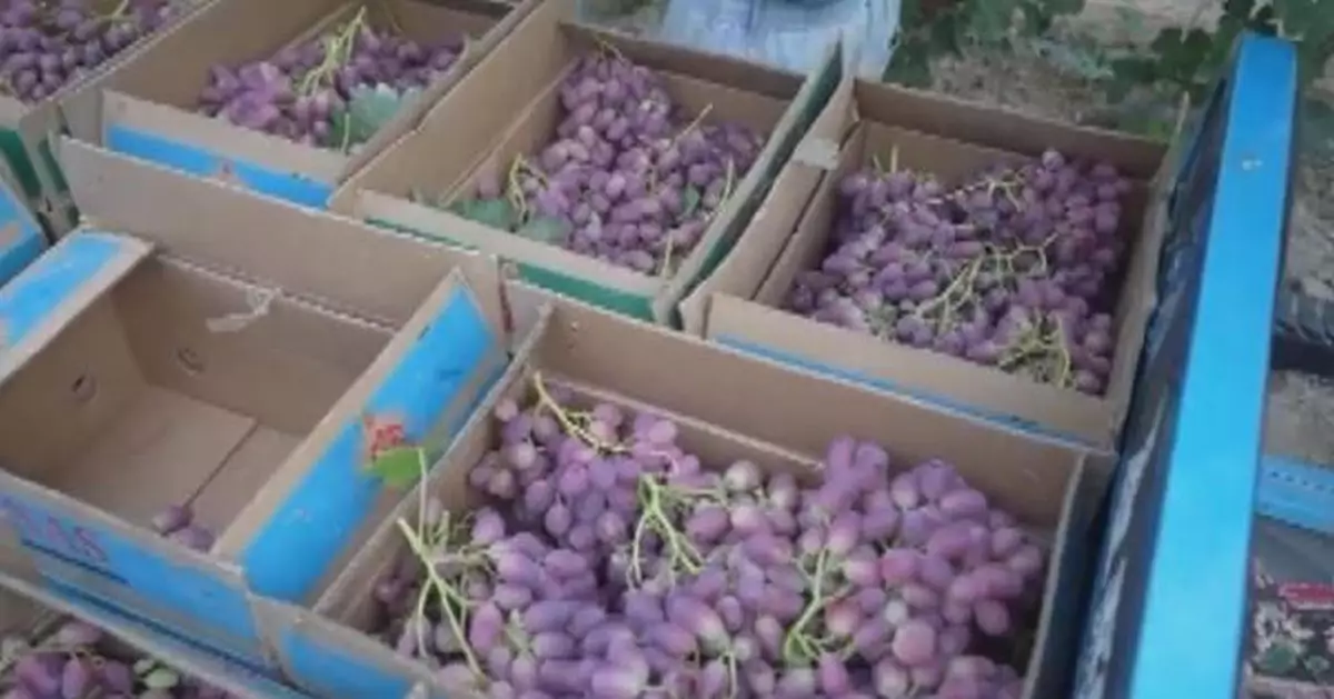 E-commerce fuels growth in agricultural product sales in China, boosting farmer incomes