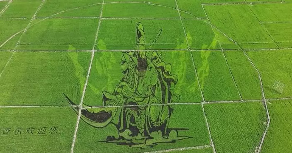 Rice paddy art pictures in Xinjiang fascinate tourists