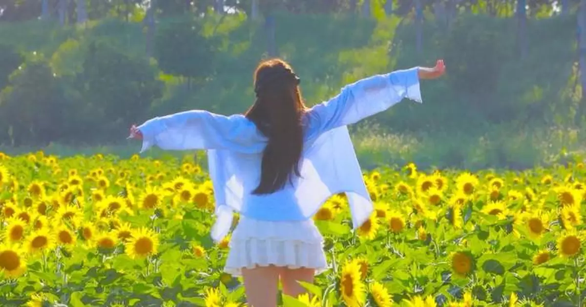 Golden sunflowers in full bloom wow visitors in Jiangsu