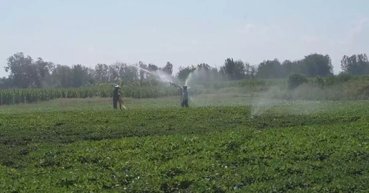 Smart irrigation helps Henan farmers battle prolonged drought
