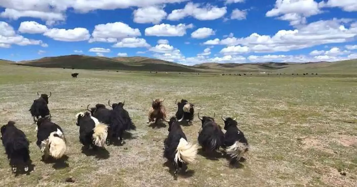Northern Tibetan plateau sees ecological transformation as Xizang marks 60th anniversary
