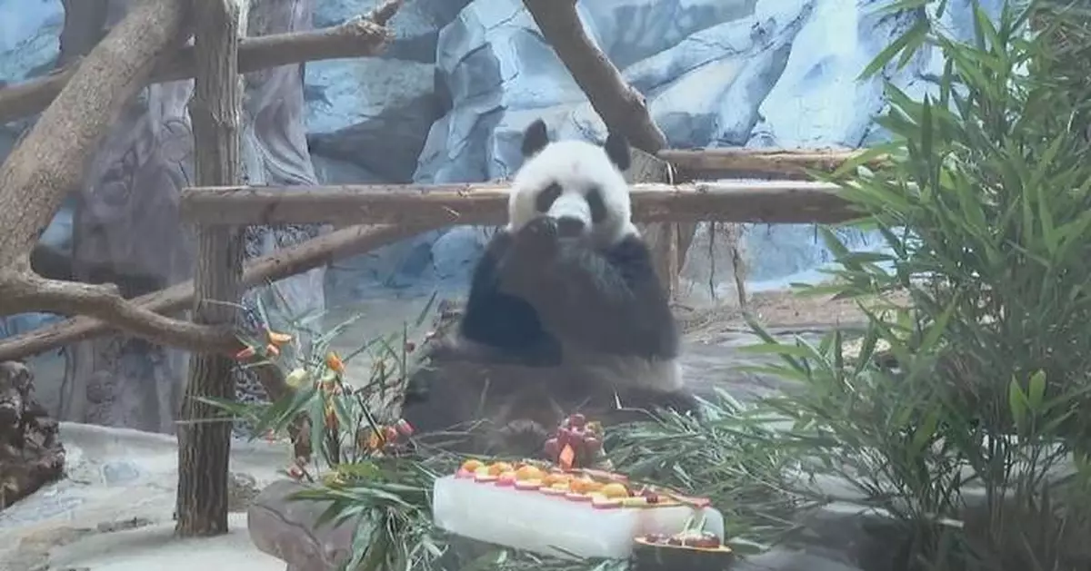Giant panda twins celebrate fourth birthday in Chongqing