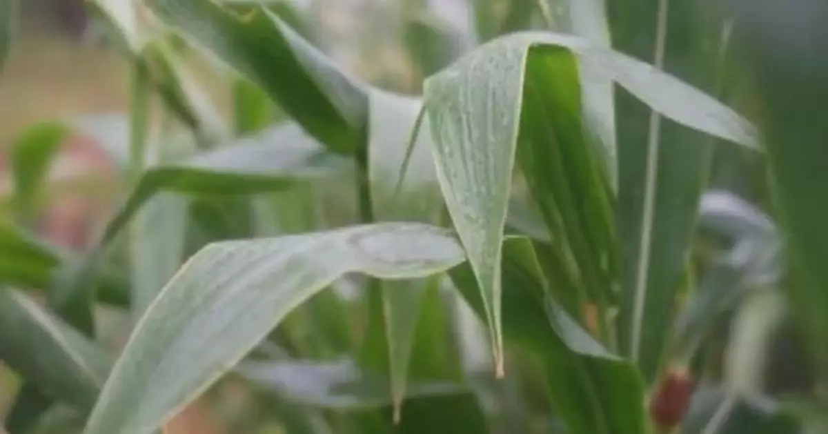 Heavy rainfall brings relief from summer heat in China's Henan, Chonging