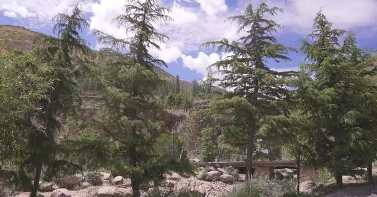 Xizang endeavors to make plateau green through afforestation