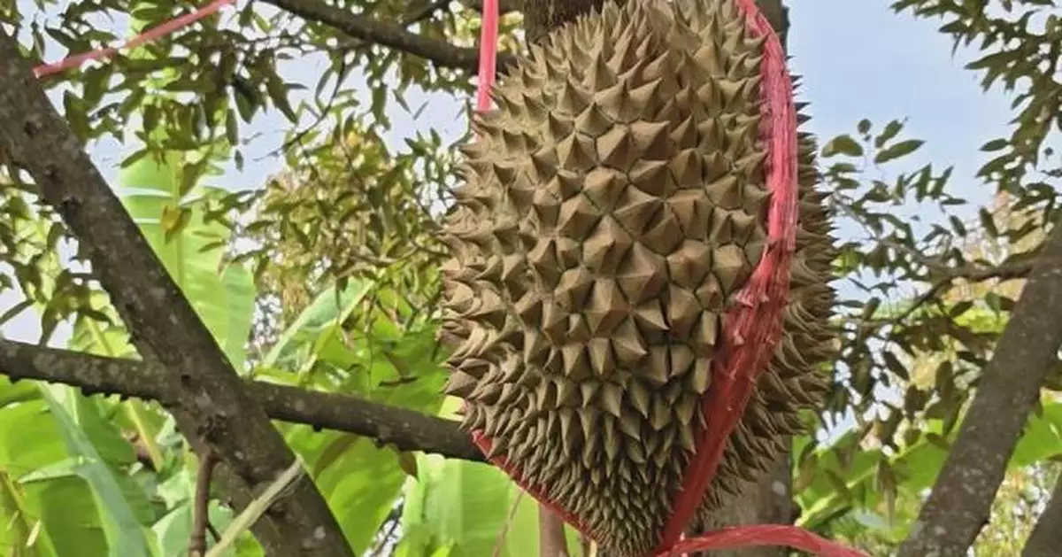 Thai durian farmer expresses relief as Thailand, Cambodia cut ceasefire deal