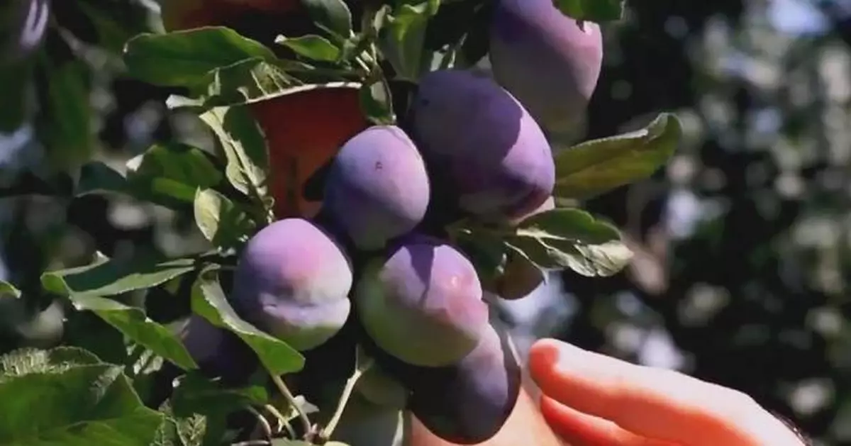 Extreme weather slashes Serbian fruit yields