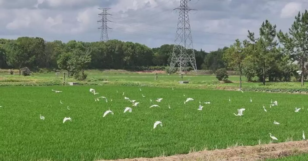 Zhejiang county pioneers China's green push with smart tech, rewarding mechanism