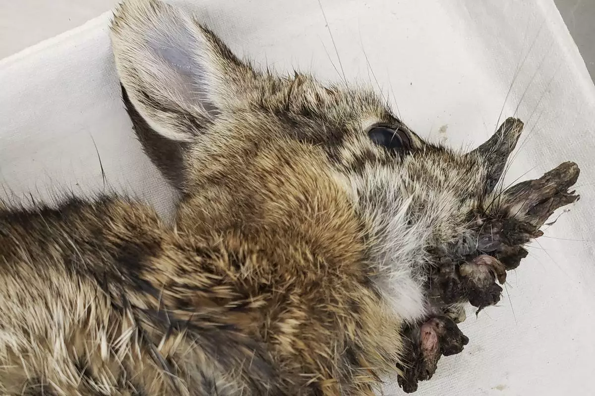 This photo provided by the Iowa Department of Natural Resources shows a deceased Eastern cottontail rabbit infected with Shope papillomavirus in October 2021. (Dr. Rachel Ruden/Iowa Department of Natural Resources via AP)