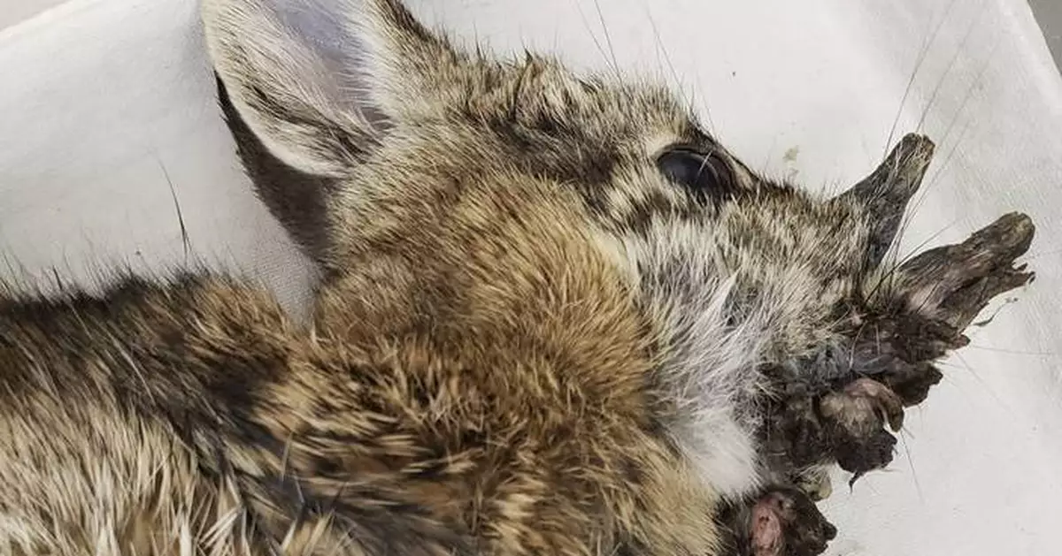 Rabbits with 'horns' in Colorado are being called 'Frankenstein bunnies.' Here's why