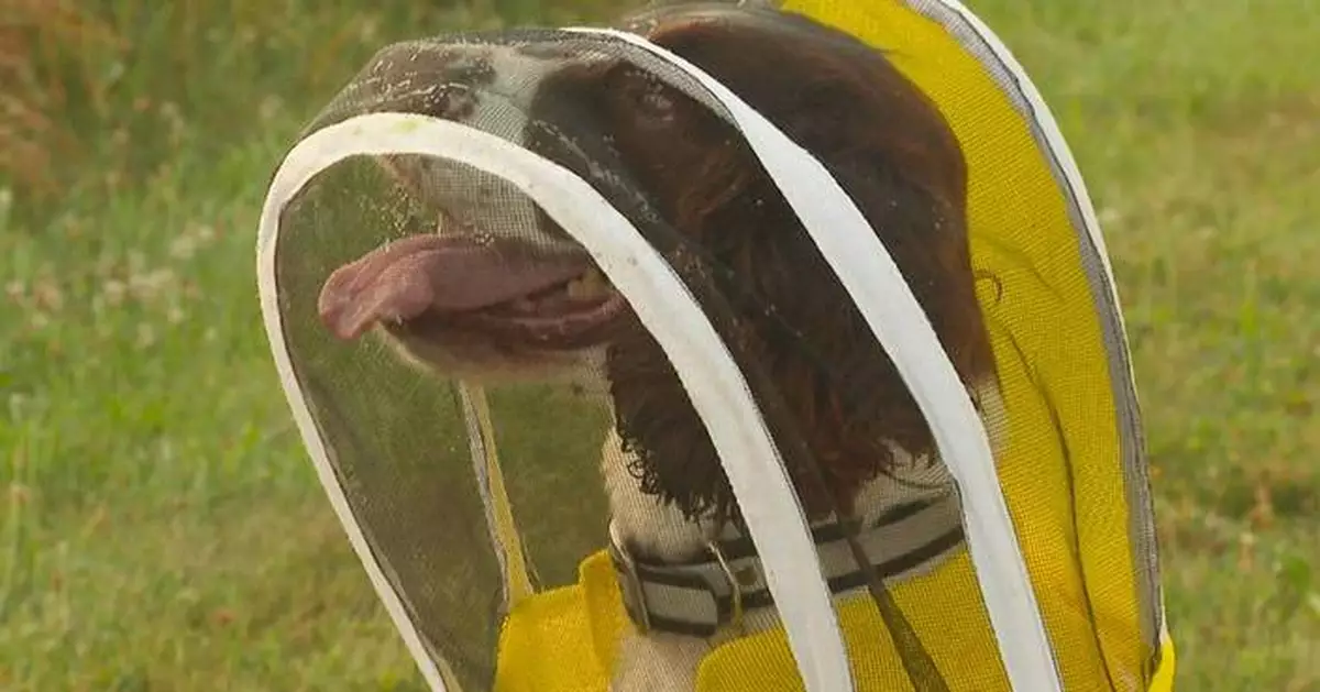 Former K-9 Maple is busy as a bee sniffing out threats to Michigan State University colonies