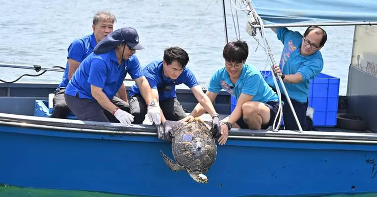 Hawksbill turtle rescued and released back into Hong Kong waters by AFCD after rehabilitation at Ocean Park.