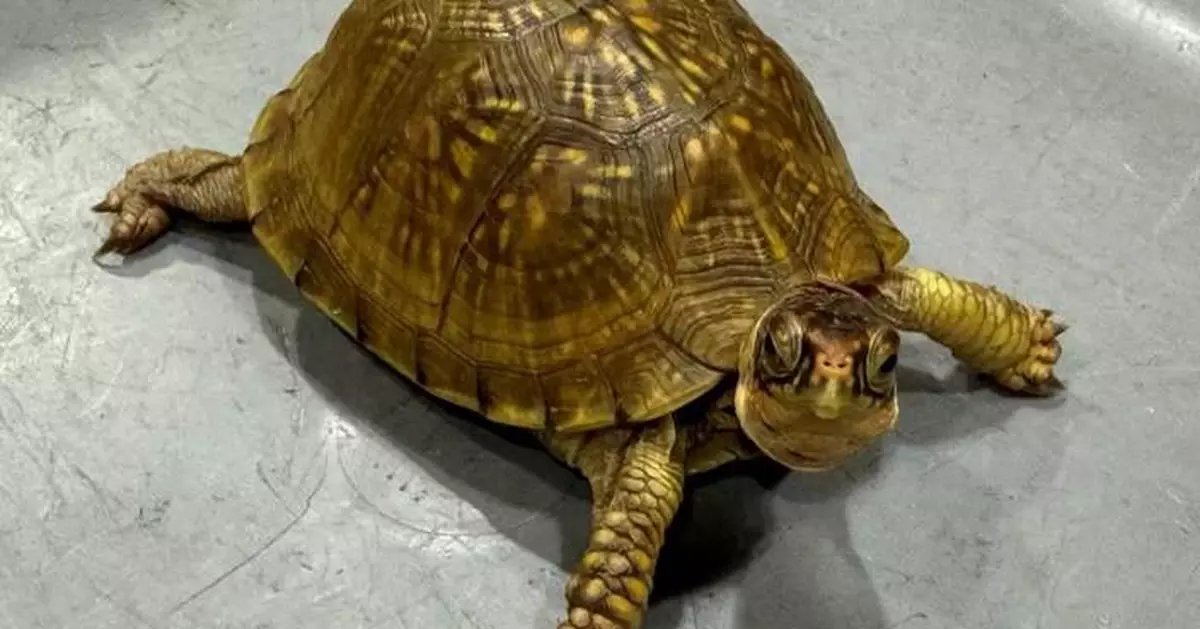 Hong Kong Customs Seizes 419 Tortoises, 1,574 Corals in Major Endangered Species Smuggling Operation
