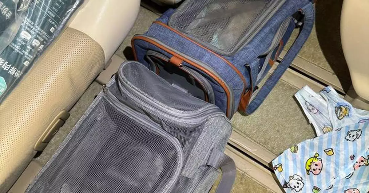 Hong Kong Customs Seizes Two Illegal Kittens Worth $30,000 at Hong Kong-Zhuhai-Macao Bridge