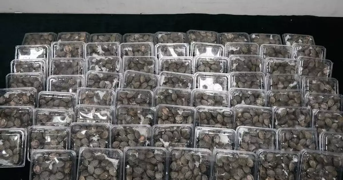 Hong Kong Customs Seizes 2,139 Endangered Turtles in Major Smuggling Bust