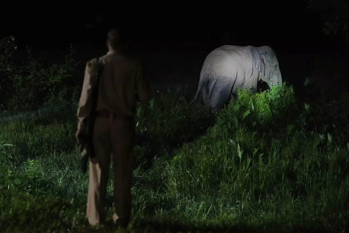 Rangers guide a wild elephant back into the forest from a nearby village along Amchang wildlife sanctuary on the outskirts of Guwahati, Saturday, Aug. 9, 2025. (AP Photo/Anupam Nath)