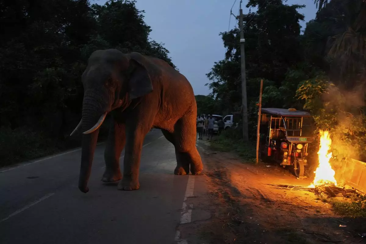 An injured male tusker walks away from a fire set off by residents to ward it away, near Amchang wildlife sanctuary on the outskirts of Guwahati, Saturday, Aug. 9, 2025. (AP Photo/Anupam Nath)
