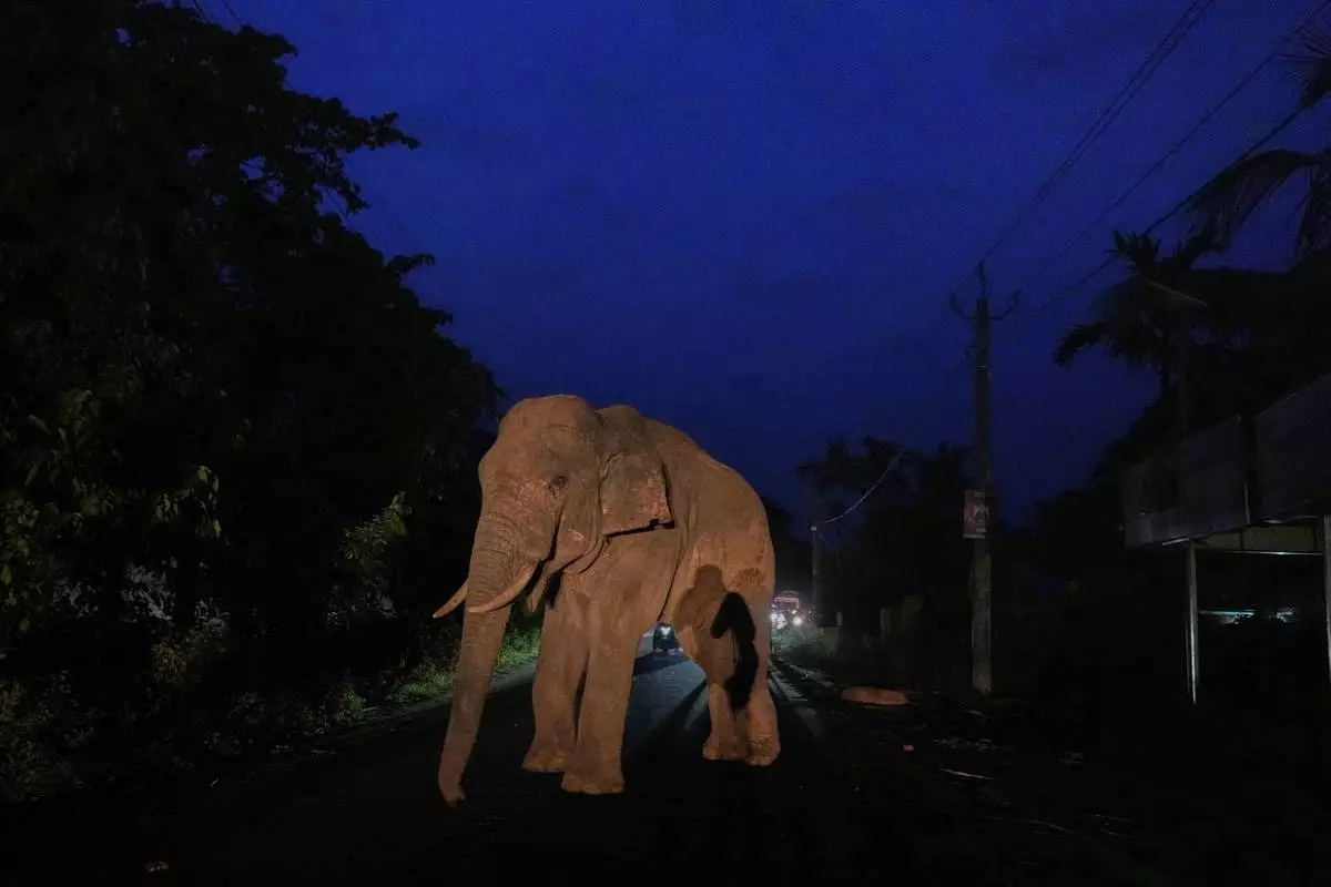 An injured male tusker, searching for food, stands on a road near Amchang wildlife sanctuary on the outskirts of Guwahati, Saturday, Aug. 9, 2025. (AP Photo/Anupam Nath)