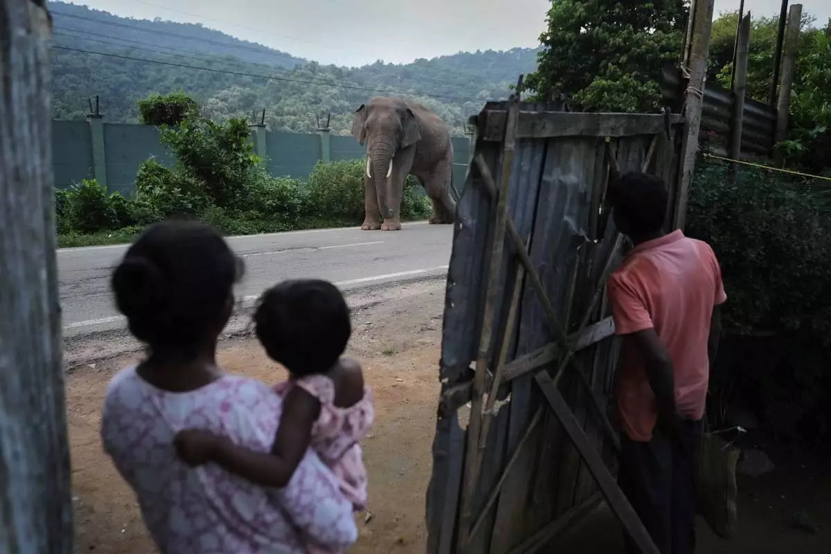 Residents look at an injured wild elephant walking outside their house in a village near Amchang wildlife sanctuary on the outskirts of Guwahati, Saturday, Aug. 9, 2025. (AP Photo/Anupam Nath)