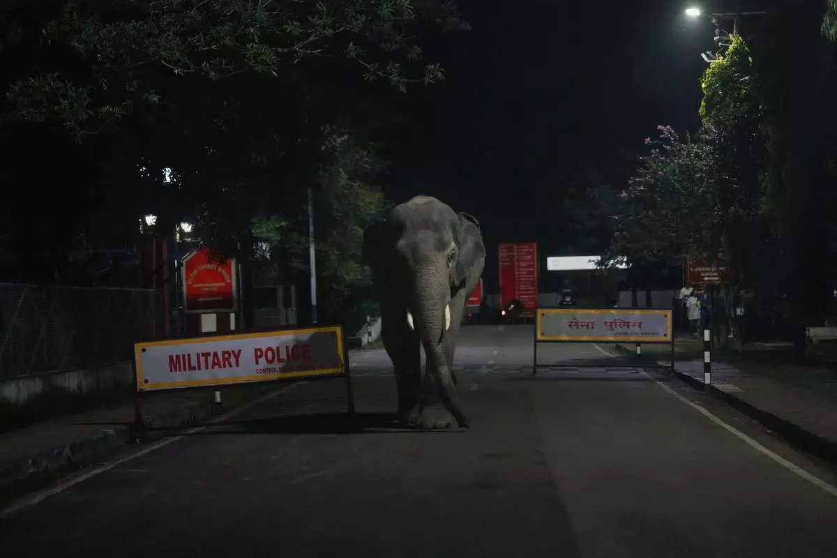 A wild elephant walks past an army camp near Amchang wildlife sanctuary on the outskirts of Guwahati, Saturday, Aug. 9, 2025. (AP Photo/Anupam Nath)