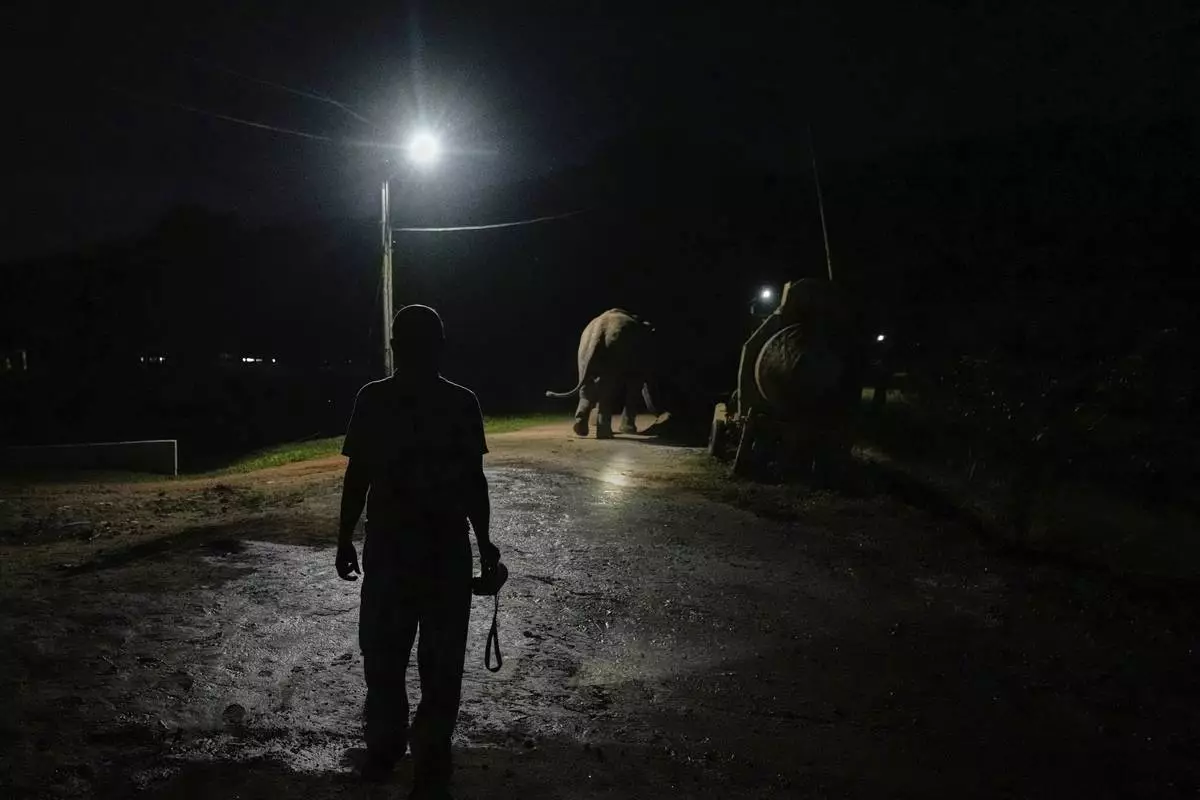 A forest officer chases an injured male tusker away from residential areas near Amchang wildlife sanctuary on the outskirts of Guwahati, Saturday, Aug. 9, 2025. (AP Photo/Anupam Nath)