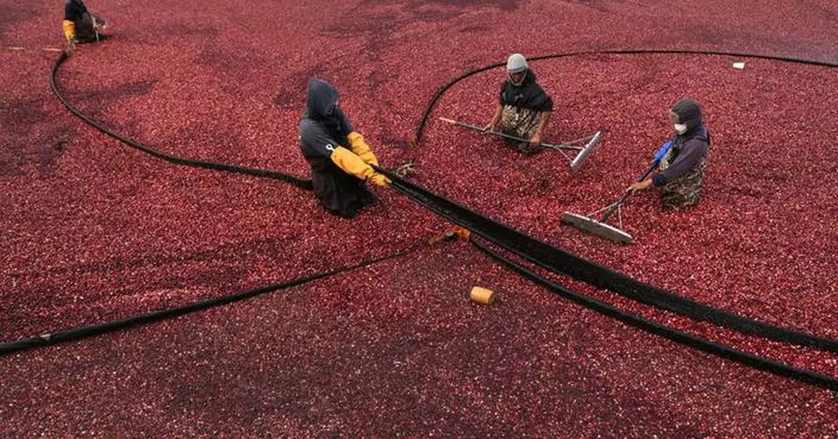 Massachusetts cranberry bogs are being given a second life as vibrant wetlands