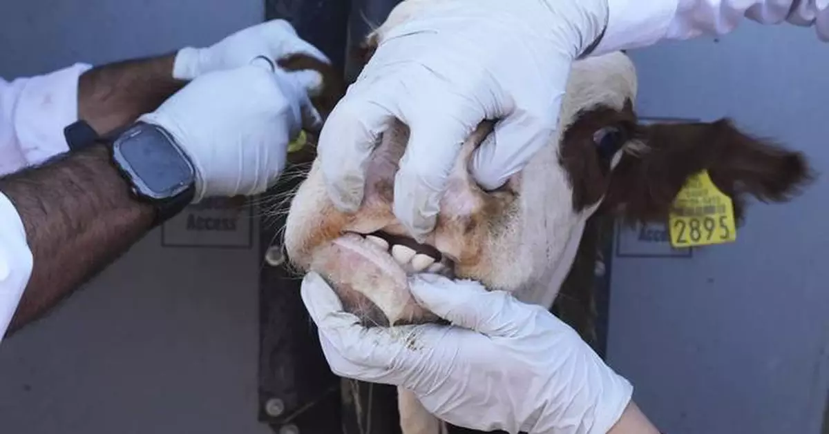 Photos of Mexican ranchers struggling to adapt as screwworm ravages their cattle exports to the US