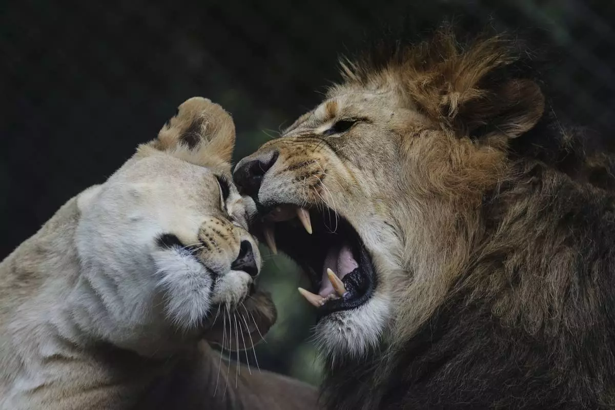 Barbary lions Bart and Khalila nuzzle in their enclosure at the at Dvur Kralove Safari Park, in Czech Republic, Aug. 6, 2025. (AP Photo/Petr David Josek)