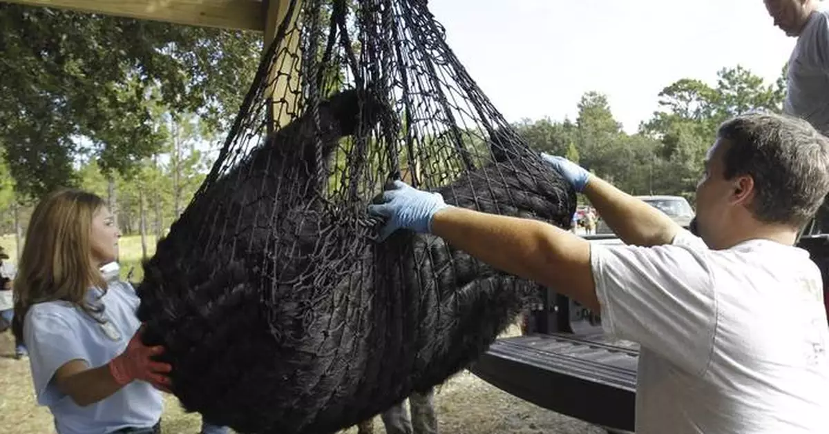 Florida's first black bear hunt in a decade approved despite strong opposition