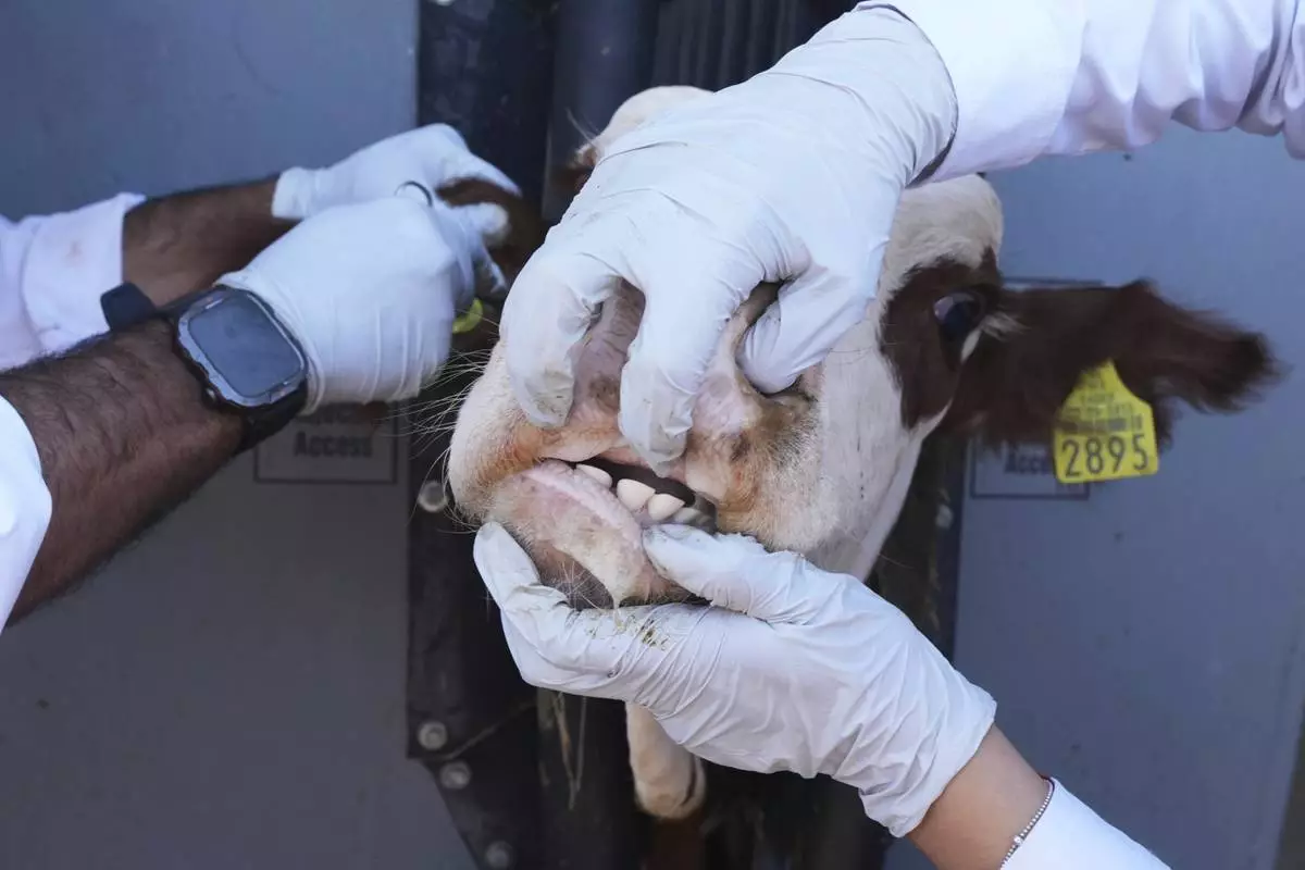 Veterinarians examine cattle at a ranch that supplies livestock for export to the U.S., in Zamora, northern Mexico, July 28, 2025, as the U.S. border remains closed to Mexican cattle imports because of screwworm concerns. (AP Photo/Fernando Llano)
