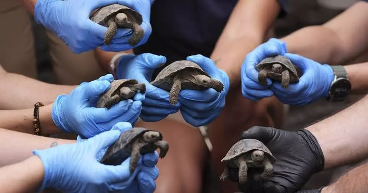Tortoise hatchlings born of century-old parents come out of their shells at Philadelphia Zoo