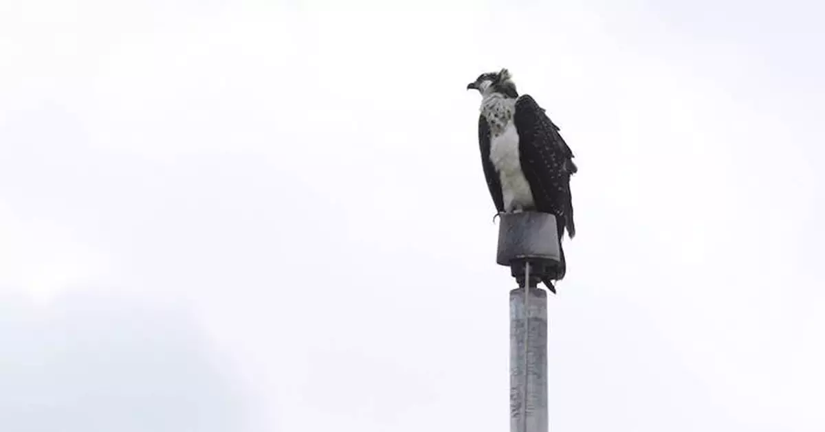 Ospreys nesting on stadium light pole disrupts Minnesota high school's fall sports season