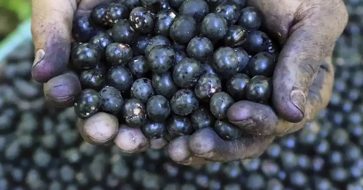 Acai berry producers are concerned as Trump imposes tariffs on Brazil's exports