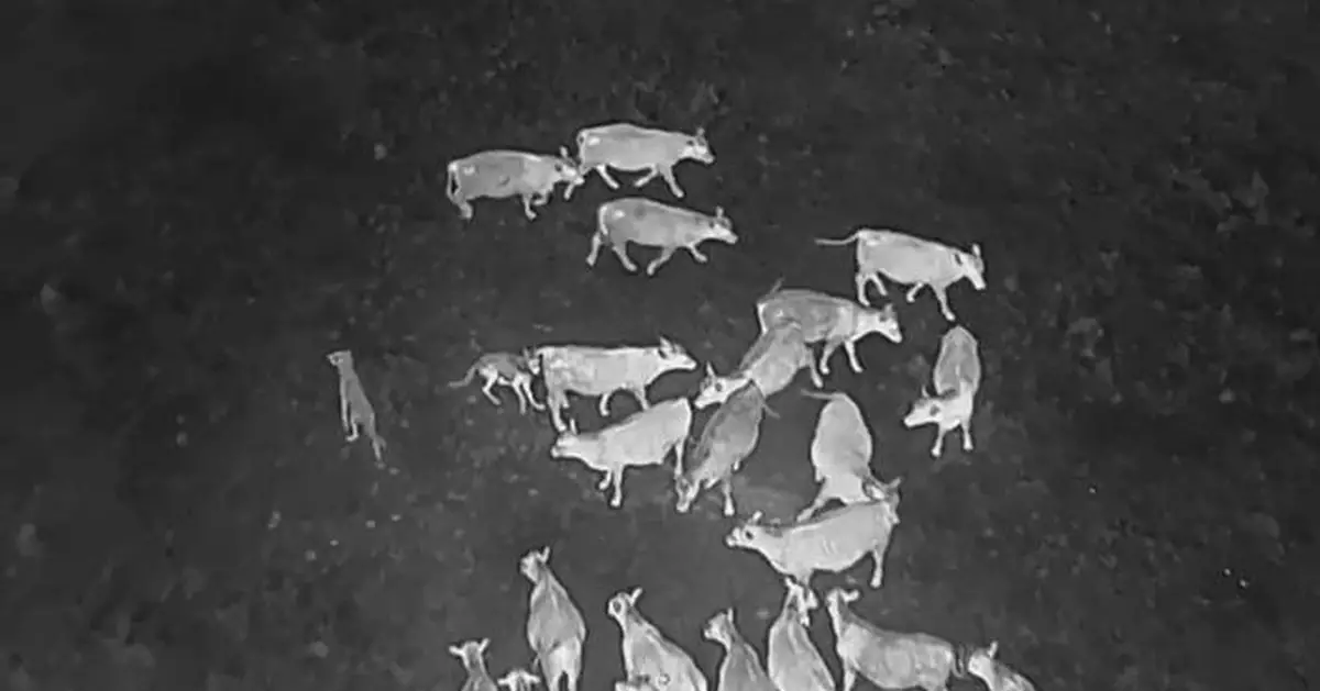 Drones blasting AC/DC and Scarlett Johansson are helping biologists protect cattle from wolves