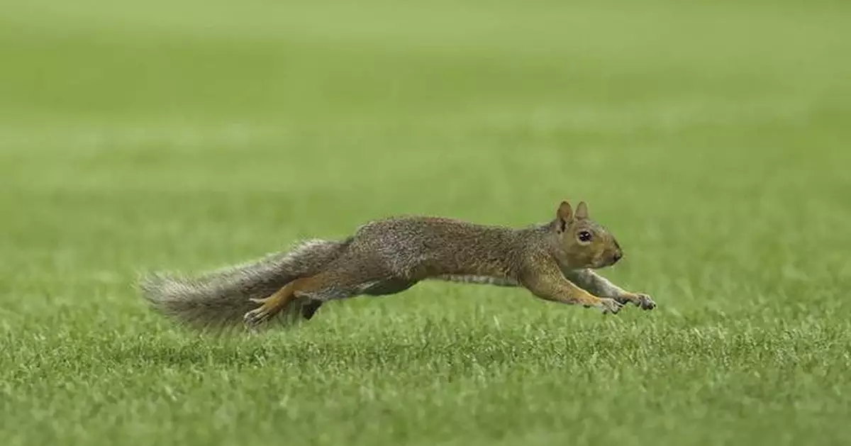 Squirrel runs onto Yankee Stadium field during 4th inning of Red Sox-Yankees game