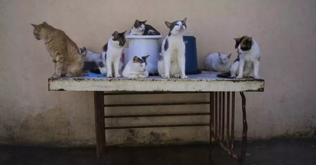 Cuban animal lovers struggle to feed stray cats and dogs as economic crisis bites