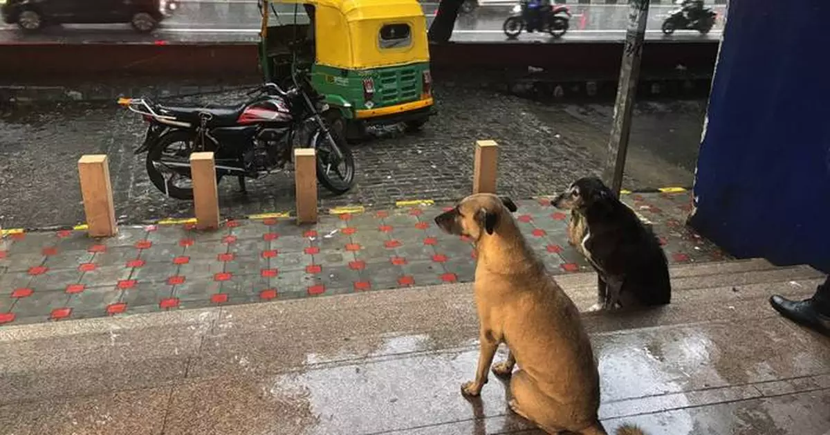 India's top court orders stray dogs to be removed from New Delhi streets