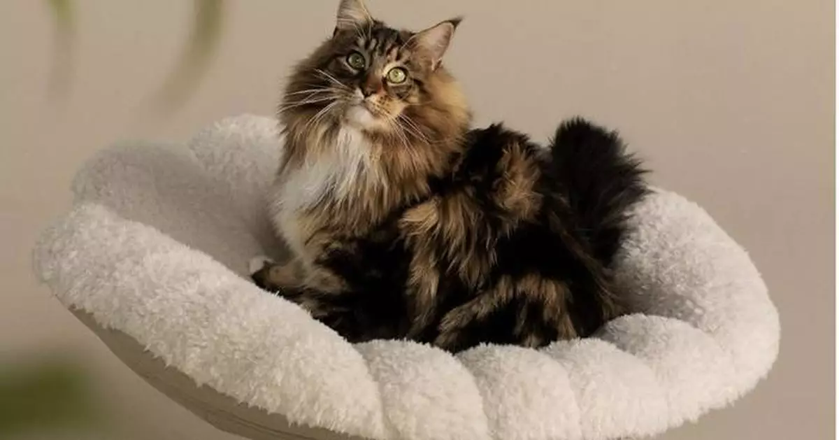 Tavo Unveils the Shell™ - A Pet's Elevated Sanctuary of Comfort and Style