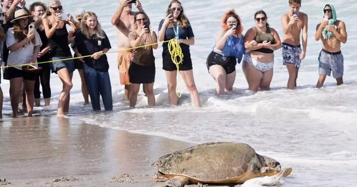 June Cleaver the loggerhead turtle is released into the ocean off Florida after rehab