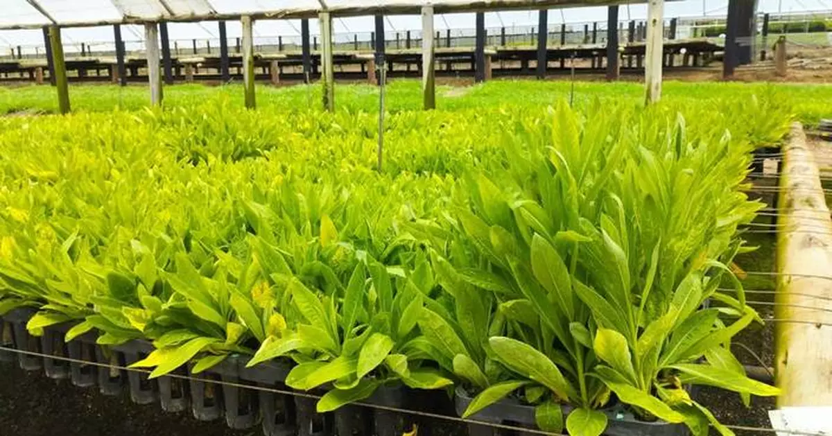 Genomines Raises $45M Series A to Redefine Global Metal Extraction with Plant-Based Nickel