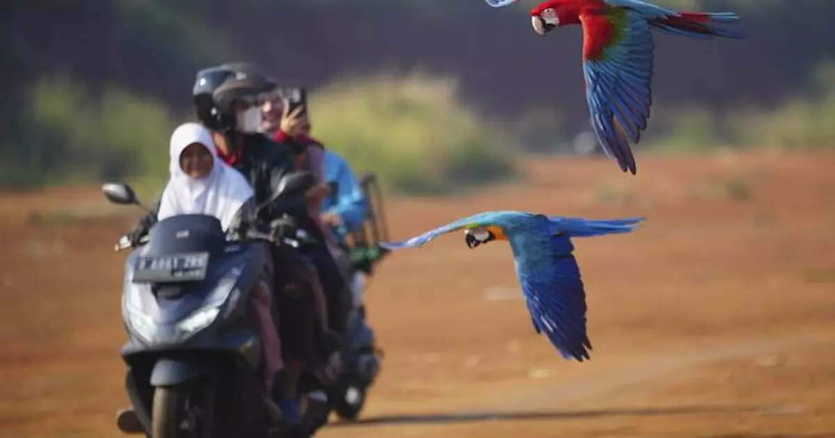 Photos show how an Indonesian motorbike mechanic became a macaw trainer