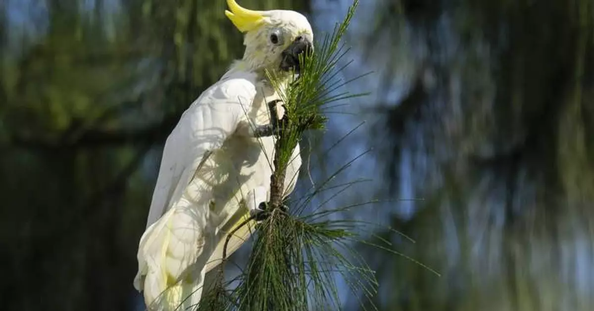 One of the rarest birds in the world finds a city sanctuary in Hong Kong