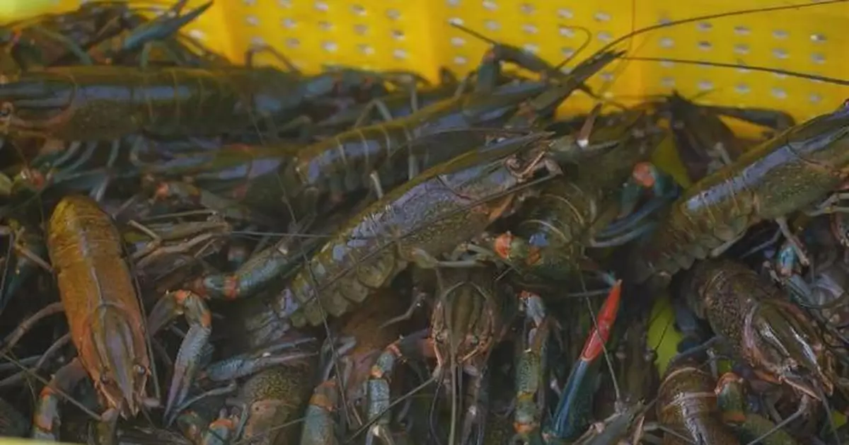 Desert crayfish farming turns barren Xinjiang land into booming industry
