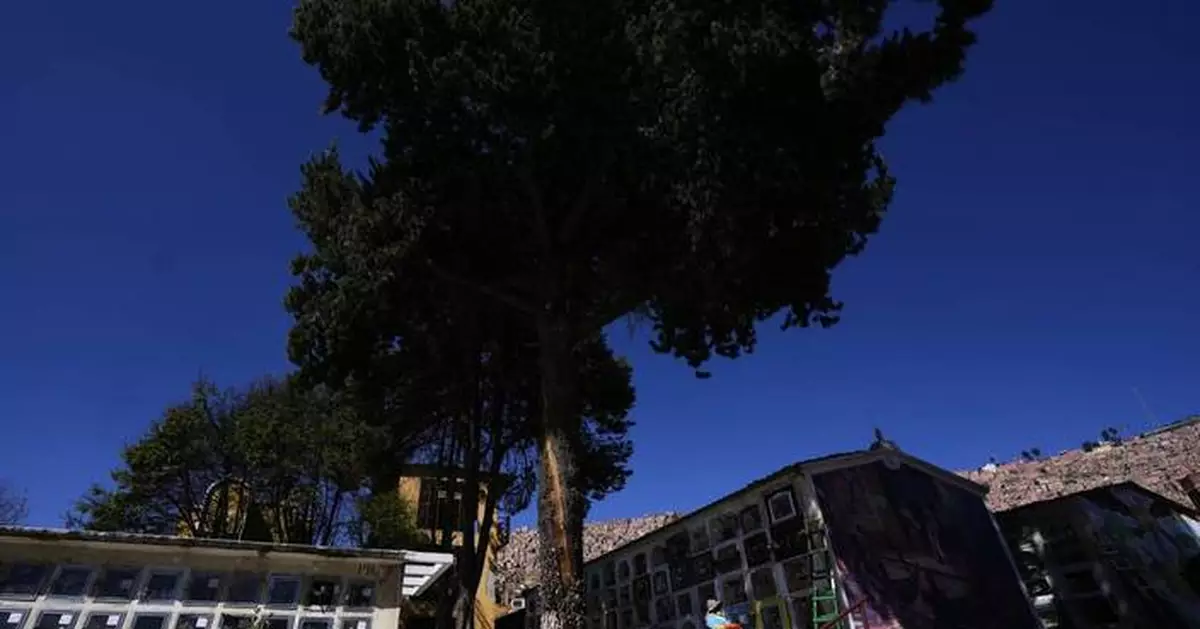 Devotees say Bolivia's lightning-struck 'miracle tree' conjures luck