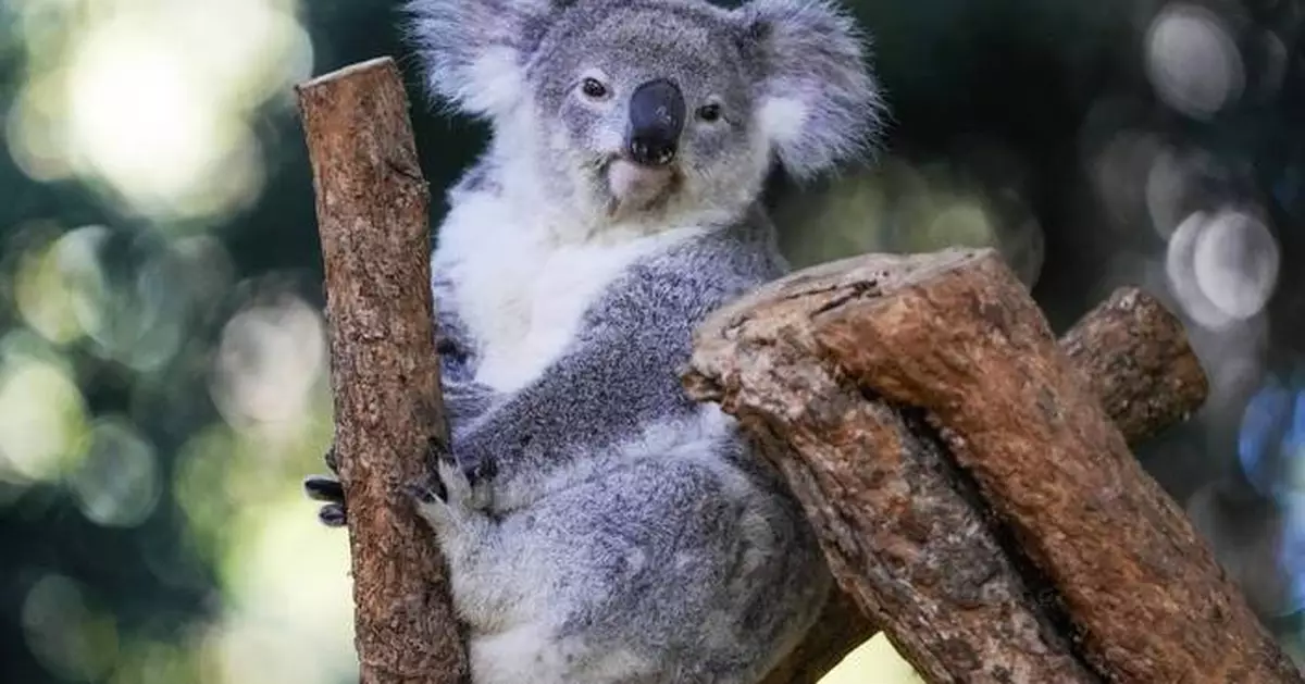 Australia approves world-first vaccine to save koalas from chlamydia