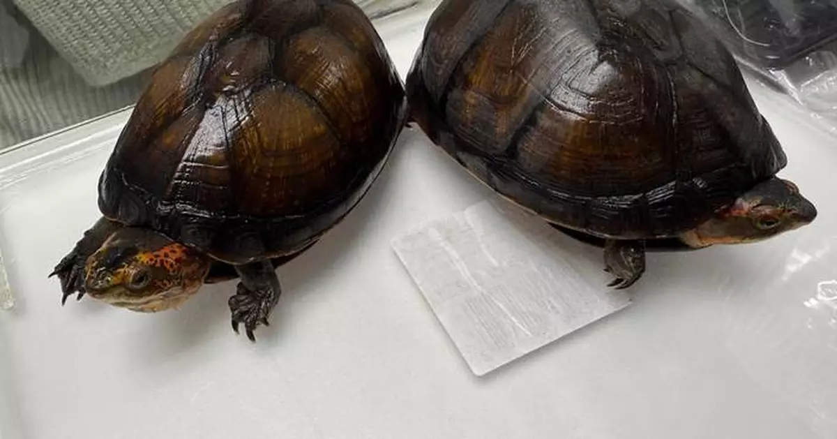 Hong Kong Customs Seizes 324 Endangered Turtles in Major Smuggling Bust Worth $3.2 Million