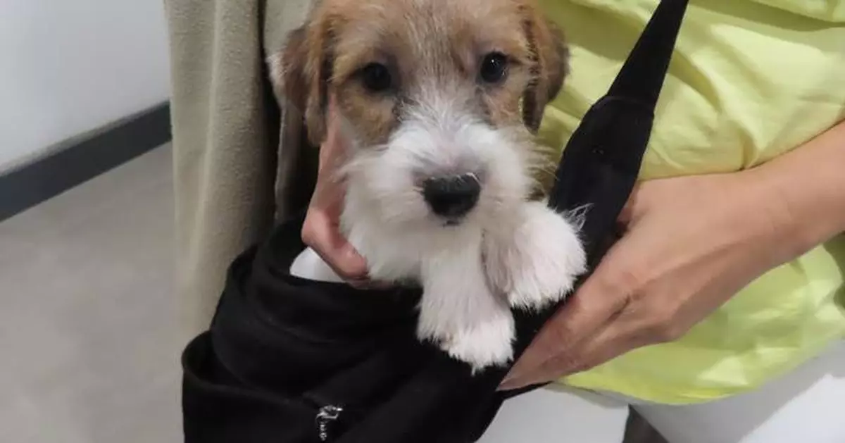 Hong Kong Customs Seizes Six Illegally Imported Animals in Anti-Smuggling Operation Pet Guardian