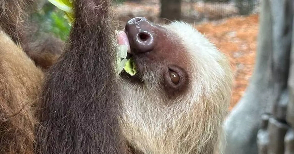 Golden lion tamarins and sloths become unlikely roommates at Palm Beach Zoo