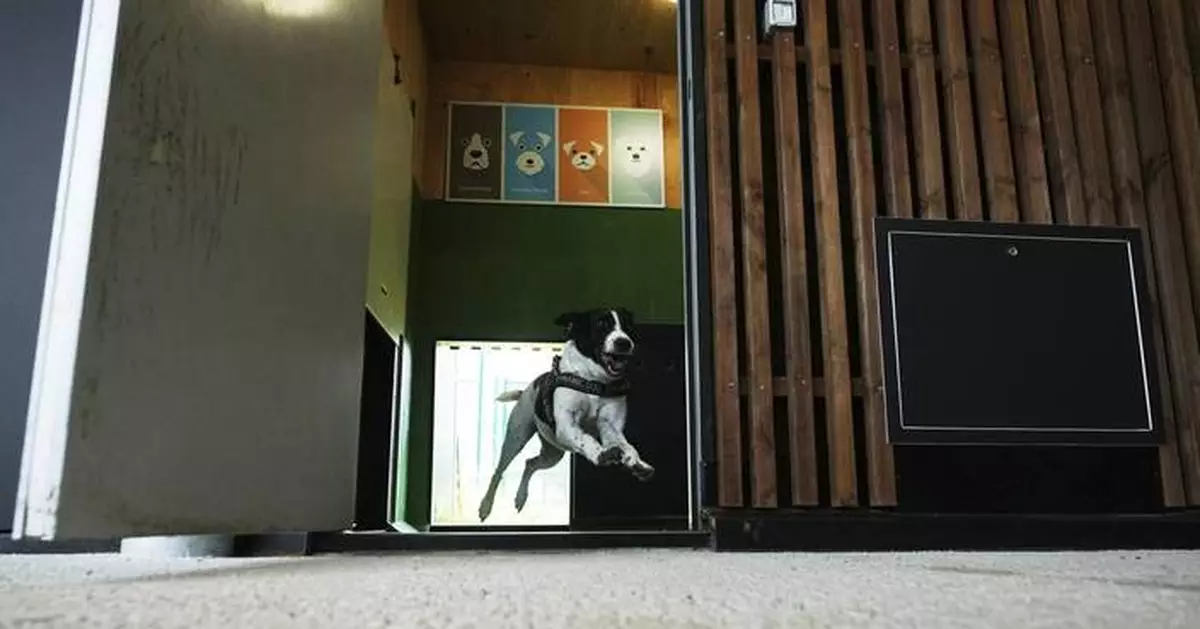 Rome's airport opens luxurious dog hotel with pampering services